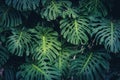 Monstera Philodendron leaves - tropical forest plant