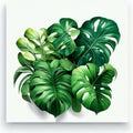 Monstera philodendron, philodendron, Monstera Deliciosa, is a species of flowering plant in the family Philodendron. Generative AI