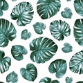 Monstera philodendron split leaves exotic tropical plant seamless pattern. Green blue windowleaf on white background.