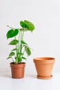 Monstera plant with clay pot on white table, home gardening, seasonal plant transplant concept Royalty Free Stock Photo