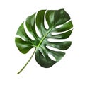 Monstera plant leaf, the tropical evergreen vine isolated on Transparent png background, clipping path included. 3D illustration.