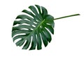 Monstera plant leaf, the tropical evergreen vine isolated on white background, path Royalty Free Stock Photo