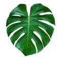 Monstera plant leaf, the tropical evergreen vine isolated on white background, path Royalty Free Stock Photo