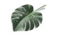 Monstera plant leaf, the tropical evergreen vine top isolated on white background, clipping path included with shadow