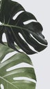 Monstera plant leaf wall art Royalty Free Stock Photo