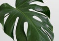 Monstera plant leaf on a white background
