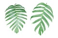 Monstera plant leaves, the tropical evergreen vine isolated on