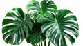 Monstera Plant Leaves - Tropical Evergreen Vine Isolated on White Background with Clipping Path Royalty Free Stock Photo