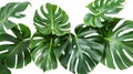 Monstera Plant Leaves - Tropical Evergreen Vine Isolated on White Background with Clipping Path Royalty Free Stock Photo