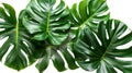 Monstera Plant Leaves - Tropical Evergreen Vine Isolated on White Background with Clipping Path