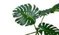 Monstera plant leaves, the tropical evergreen vine isolated on white background, path Royalty Free Stock Photo