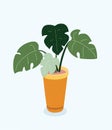 Monstera plant in pot. Hand drawn vector illustration on white background. Royalty Free Stock Photo