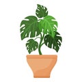 Monstera plant pot icon cartoon vector. Tropical plant Royalty Free Stock Photo
