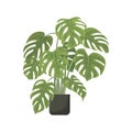 Monstera plant in pot. Indoor Houseplant in ceramic flowerpot