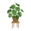Monstera plant in a pot isolated vector