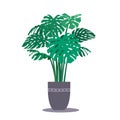 Monstera plant in the pot. Vector illustration, flat style. Tropical foliage - stems and leaves. Abstract geometric Royalty Free Stock Photo