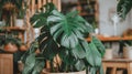 Monstera plant showcasing its distinctive leaves in a cozy indoor plant corner