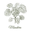 Monstera plant skech. Monstera hand drawing. Royalty Free Stock Photo