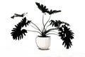 Monstera pot plant in monochrome ver Royalty Free Stock Photo