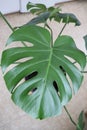 Monstera