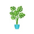 Monstera potted plant in pot. Vector illustration in flat design Royalty Free Stock Photo