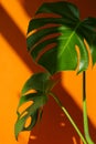 Monstera in the sun. Beautiful combination of colors: green and orange. Details of the modern interior. Interior Design. Royalty Free Stock Photo