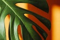 Monstera in the sun. Beautiful combination of colors: green and orange. Details of the modern interior. Interior Design. Royalty Free Stock Photo