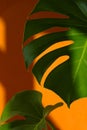 Monstera in the sun. Beautiful combination of colors: green and orange. Details of the modern interior. Interior Design. Royalty Free Stock Photo