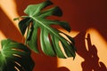 Monstera in the sun. Beautiful combination of colors: green and orange. Details of the modern interior. Interior Design. Royalty Free Stock Photo