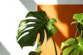 Monstera in the sun. Beautiful combination of colors: green, white, orange. Details of the modern interior. Interior Design. Royalty Free Stock Photo