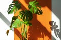 Monstera in the sun. Beautiful combination of colors: green, white, orange. Details of the modern interior. Royalty Free Stock Photo