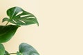 Monstera or Swiss Cheese plant on a beige background. Monstera in a modern interior. Interior Design. Minimalism concept Royalty Free Stock Photo