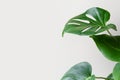 Monstera or Swiss Cheese plant on a gray background. Monstera in a modern interior. Interior Design. Minimalism concept Royalty Free Stock Photo