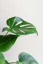 Monstera or Swiss Cheese plant on a gray background. Monstera in a modern interior. Interior Design. Minimalism concept Royalty Free Stock Photo