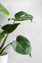 Monstera or Swiss Cheese plant on a gray concrete background. Monstera in a modern interior. Minimalism concept Royalty Free Stock Photo