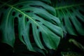 Monstera, Swiss Cheese Plant leaf background.