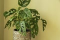 Monstera Swiss cheese plant or Monstera Monkey Mask