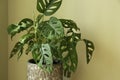 Monstera Swiss cheese plant or Monstera Monkey Mask