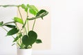 Monstera or Swiss Cheese plant in a white modern pot on a white and beige background. Royalty Free Stock Photo