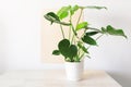 Monstera or Swiss Cheese plant in a white modern pot on a white and beige background Royalty Free Stock Photo