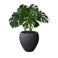 Monstera tree in black pot on white background Royalty Free Stock Photo