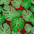 Monstera tropical leaf vector illustration. Summer print. Seamless pattern Royalty Free Stock Photo