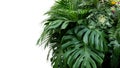 Monstera and tropical leaves foliage plant bush floral arrangement nature backdrop isolated on white background, clipping path Royalty Free Stock Photo