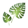 Monstera tropical leaves. Jungle palm plants exotic beautiful big green leaf vector isolated painting