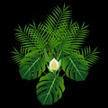 Monstera and tropical palm leaves isolated on black background.