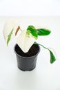 Monstera variegated alba in a pot on a white background.