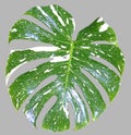 Monstera variegated leaf isolated on gray background. Royalty Free Stock Photo