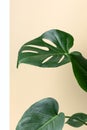 Monstera on a white and beige background. Monstera in a modern interior. Interior Design. Minimalism concept Royalty Free Stock Photo