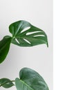 Monstera on a white and gray background. Monstera in a modern interior. Interior Design. Minimalism concept Royalty Free Stock Photo