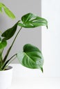 Monstera on a white and gray background. Monstera in a modern interior. Interior Design. Minimalism concept Royalty Free Stock Photo